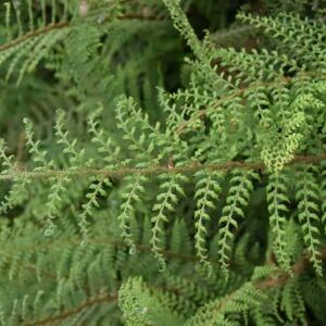 Polystichum setiferum (Divisilobum Group) 'Herrenhausen' ---